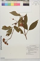 大花赤楠藏品圖，第1張