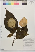 大葉玉葉金花藏品圖，第1張