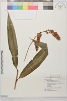 呂宋月桃藏品圖，第1張