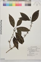 偽木荔枝藏品圖，第1張