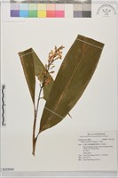 山月桃藏品圖，第1張