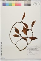 蘭嶼九節木藏品圖，第1張