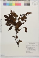 蘭嶼榿葉懸鉤子、榿葉懸鉤子藏品圖，第1張