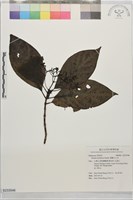 錫蘭玉心花藏品圖，第1張