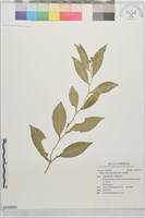 柚葉藤藏品圖，第1張