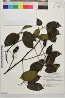 石月藏品圖，第1張