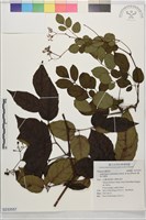 廣東山葡萄藏品圖，第1張