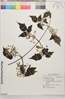 串鼻龍藏品圖，第1張
