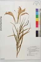 臺灣百合藏品圖，第1張