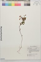 能高金絲桃藏品圖，第1張