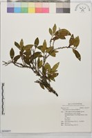 厚葉柃木藏品圖，第1張