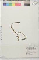 玉山龍膽藏品圖，第1張