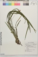 細葉麥門冬藏品圖，第1張