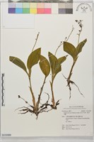 紅花羊耳蒜、脈羊耳蘭藏品圖，第1張