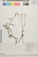 巴陵石竹藏品圖，第1張