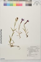 玉山石竹藏品圖，第1張