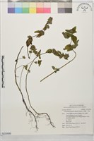 光風輪、塔花藏品圖，第1張