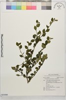 小西氏栒子藏品圖，第1張