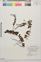 玉山水苦賈藏品圖，第1張