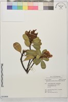 厚葉石斑木藏品圖，第1張