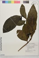 檄樹、諾麗果藏品圖，第1張