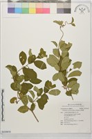 武靴藤藏品圖，第1張