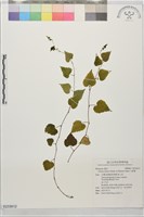 小蛇麻藏品圖，第1張