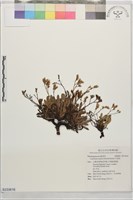 石蓯蓉藏品圖，第1張