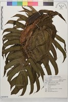 臺灣拎樹藤藏品圖，第1張