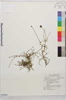 香茹藏品圖，第1張
