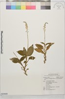 紫背軟葉蘭藏品圖，第1張