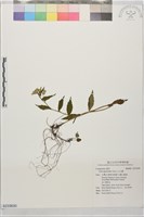 山白蘭藏品圖，第1張