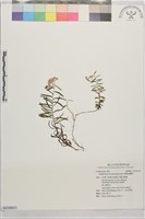 細葉鼠麴草藏品圖，第1張
