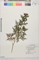 臺灣烏頭藏品圖，第1張