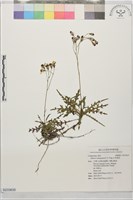 台東黃菀藏品圖，第1張
