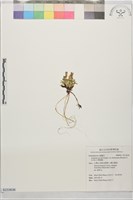 台灣龍膽藏品圖，第1張