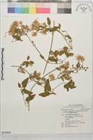 鵝鑾鼻鐵線蓮藏品圖，第1張