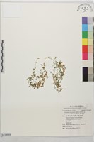 玉山卷耳藏品圖，第1張