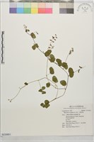 小葉括根藏品圖，第1張