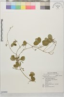 田代氏乳豆藏品圖，第1張