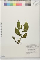 玉玲花、台灣異葉苣苔藏品圖，第1張