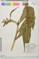 峨眉薑花藏品圖，第1張