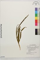 細葉零餘子草、腳根蘭藏品圖，第1張