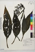 白鶴蘭藏品圖，第1張