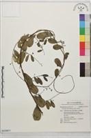 木防己藏品圖，第1張