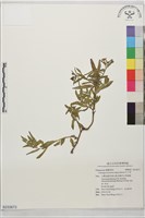 水丁香藏品圖，第1張