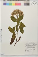 美洲闊苞菊藏品圖，第1張