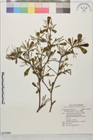 小葉欖仁藏品圖，第1張