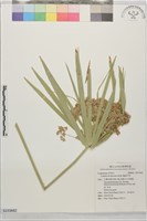 輪傘莎草藏品圖，第1張
