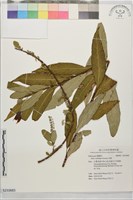水柳藏品圖，第1張